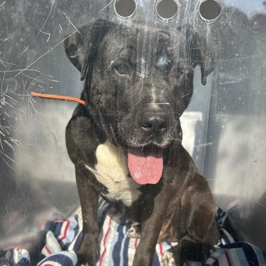 Bruno: Regal Resident, adoption fee waived!