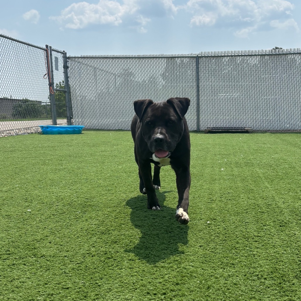 Bruno: Regal Resident, adoption fee waived!
