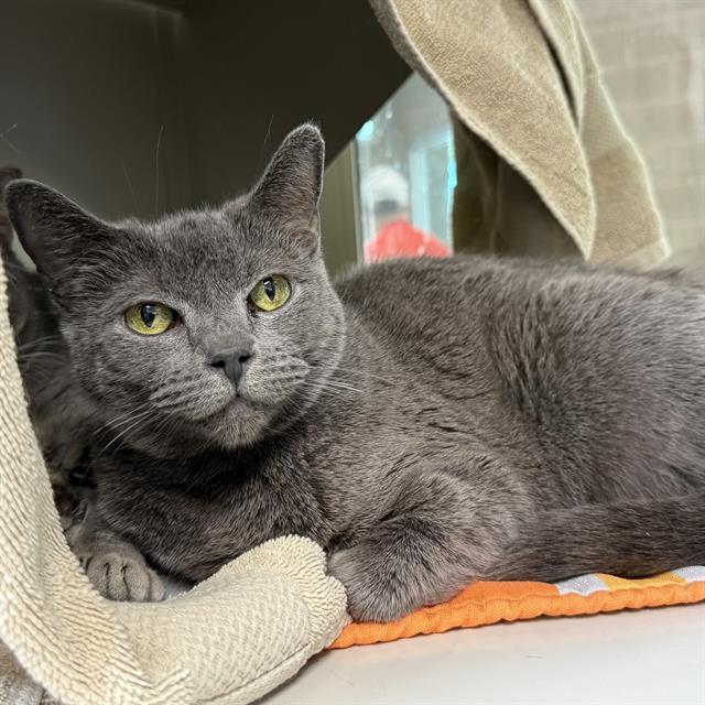 POLLY, an adoptable Domestic Short Hair in Las Vegas, NV, 89101 | Photo Image 1