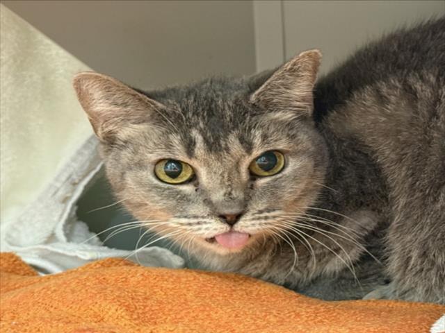 PATTY, an adoptable Domestic Short Hair in Las Vegas, NV, 89101 | Photo Image 1