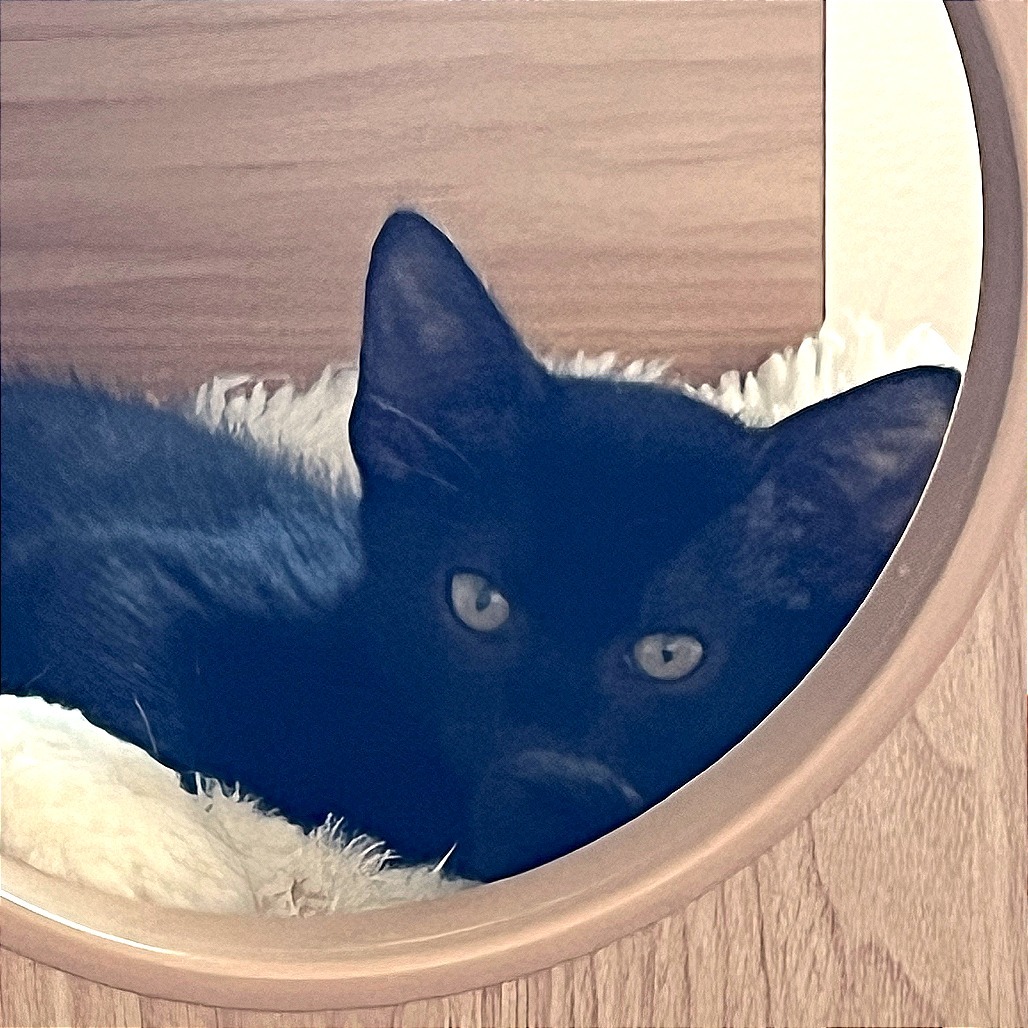 Lulu
