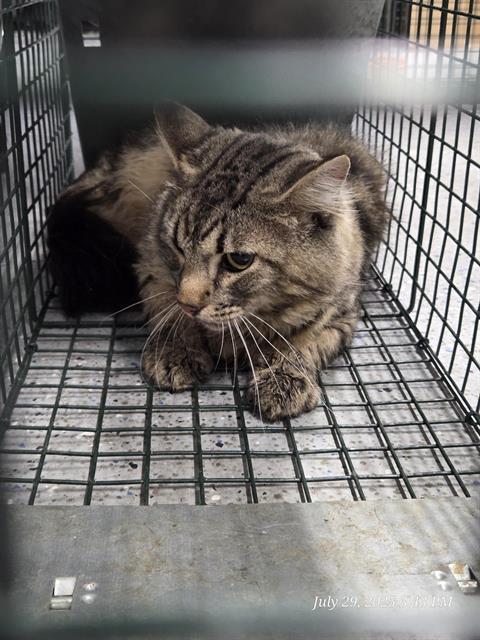 MASON, an adoptable Domestic Medium Hair in Casper, WY, 82601 | Photo Image 1