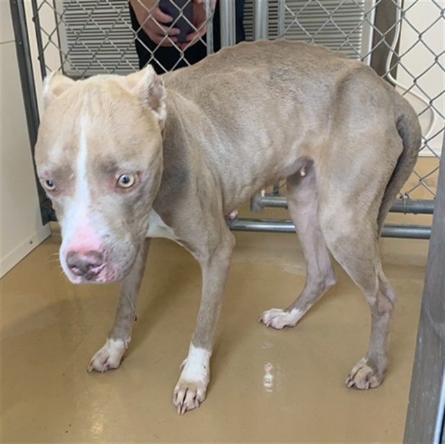 DIEGO, an adoptable Pit Bull Terrier in Casper, WY, 82601 | Photo Image 1