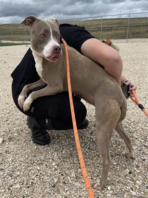 DIEGO, an adoptable Pit Bull Terrier in Casper, WY, 82601 | Photo Image 1
