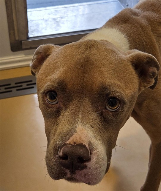 BOO, an adoptable Pit Bull Terrier in Casper, WY, 82601 | Photo Image 1