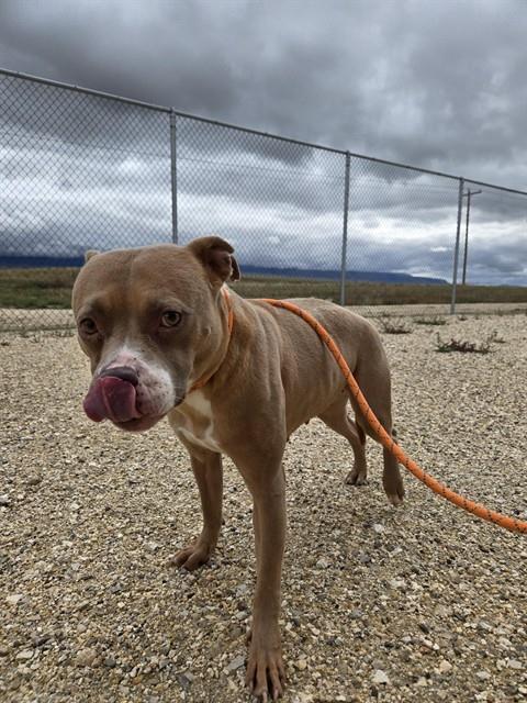 BOO, an adoptable Pit Bull Terrier in Casper, WY, 82601 | Photo Image 1