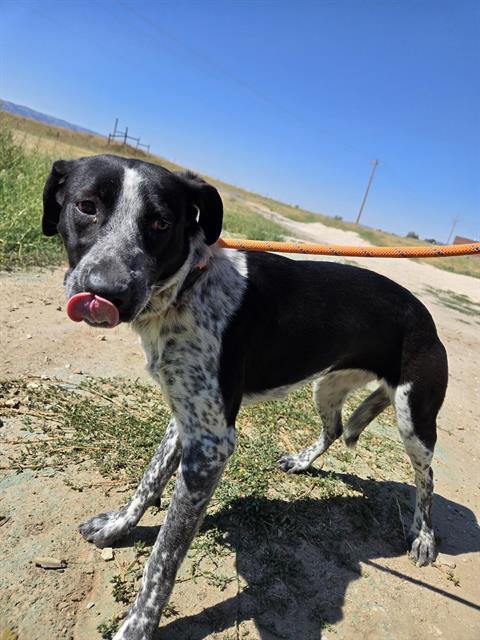 SCRAPPY, an adoptable Australian Cattle Dog / Blue Heeler in Casper, WY, 82601 | Photo Image 1