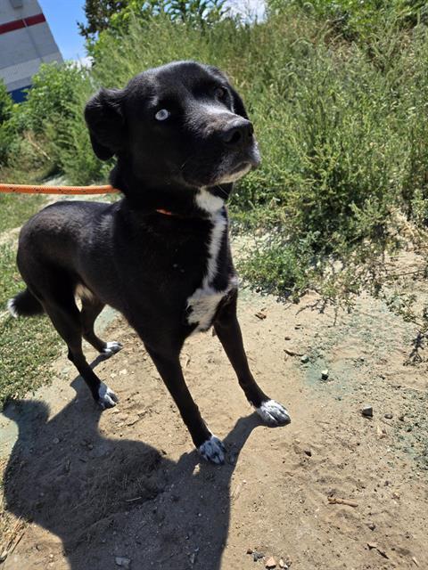 SKY, an adoptable Border Collie, Husky in Casper, WY, 82601 | Photo Image 1