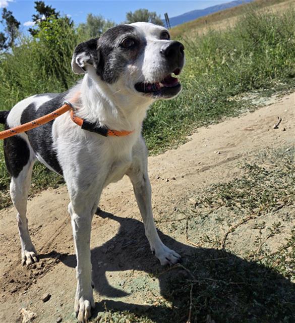 DARLA, an adoptable Parson Russell Terrier, Mixed Breed in Casper, WY, 82601 | Photo Image 1
