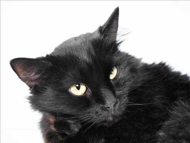INXS, an adoptable Domestic Long Hair in Loveland, CO, 80538 | Photo Image 1