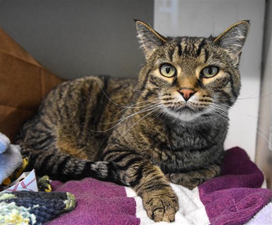 CULLEN, an adoptable Domestic Short Hair in Loveland, CO, 80538 | Photo Image 1