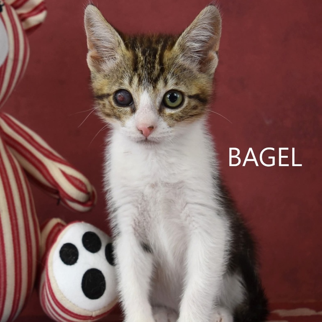 Bagel