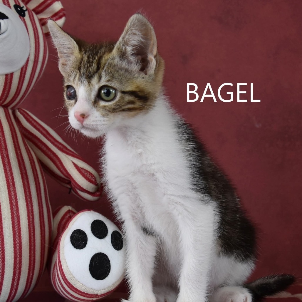 Bagel