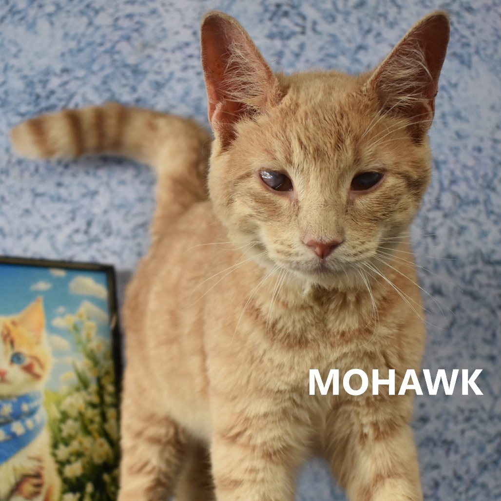 Mohawk, an adoptable Domestic Short Hair in Yuma, AZ, 85365 | Photo Image 1