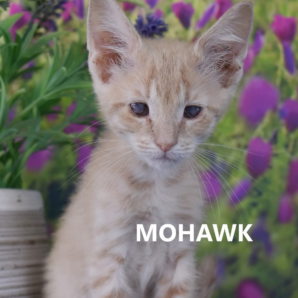 Mohawk