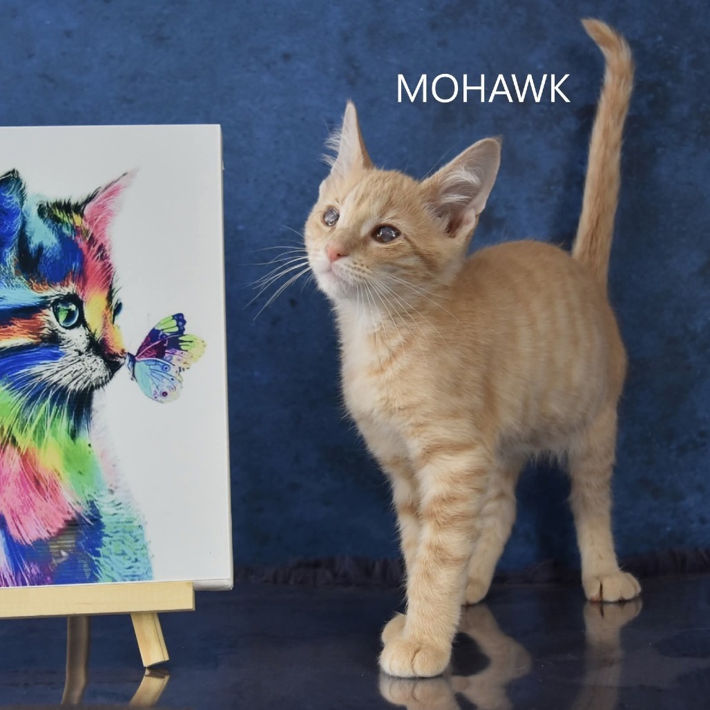 Mohawk