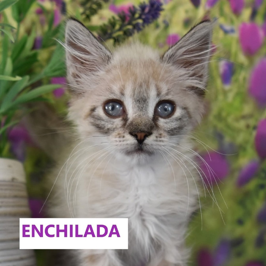 Enchilada