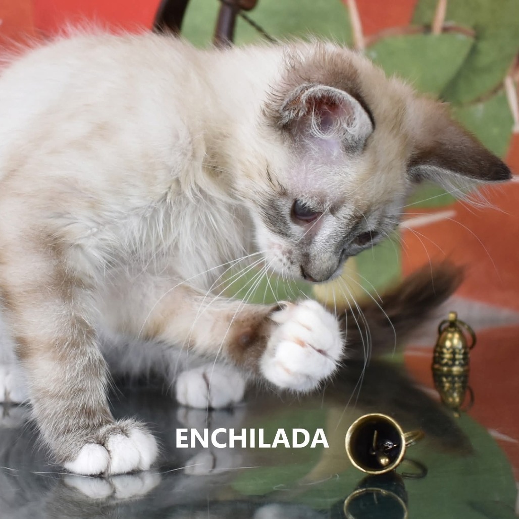 Enchilada