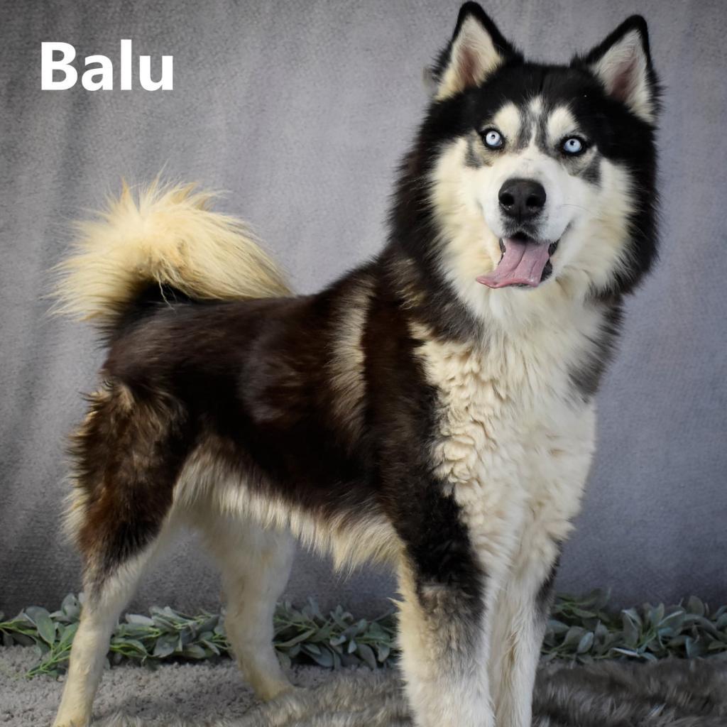 Balu
