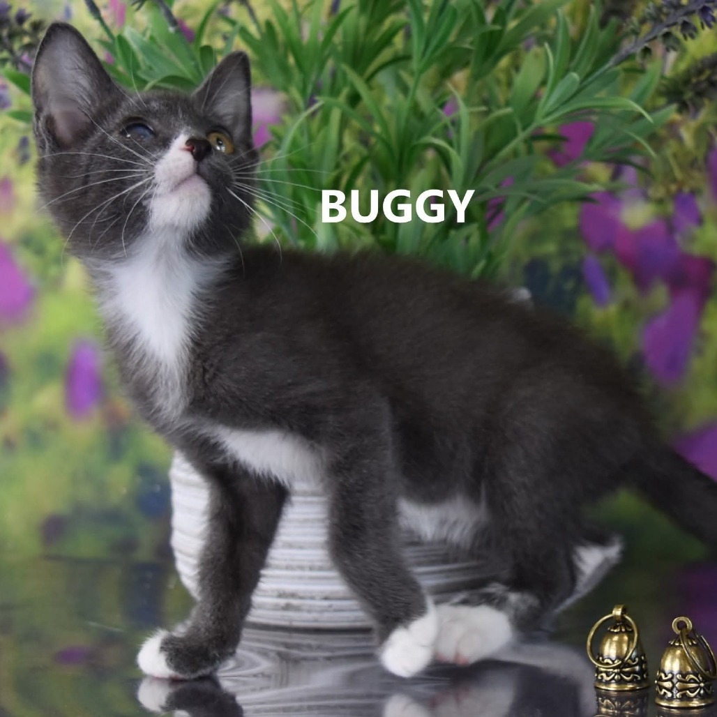 Buggy