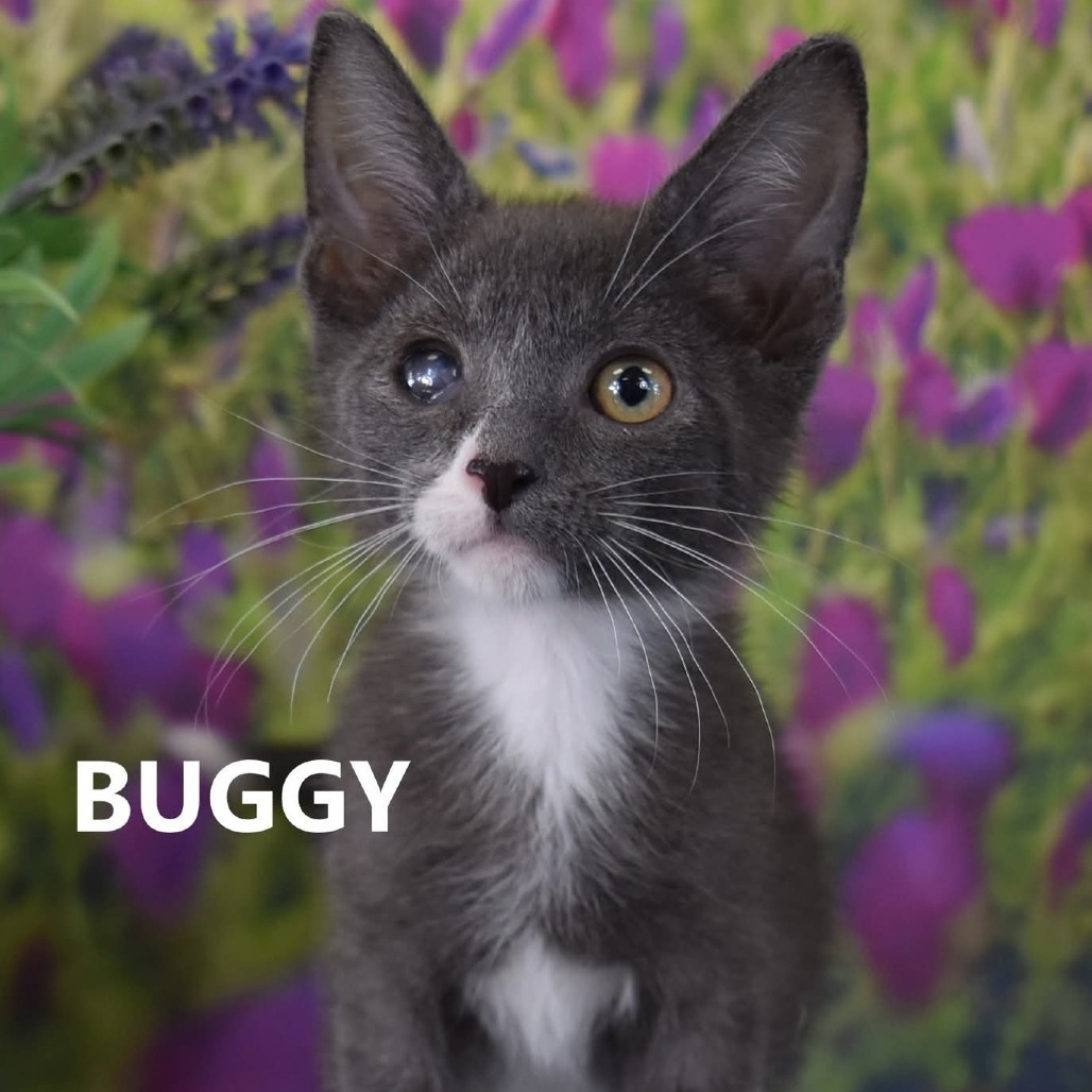 Buggy