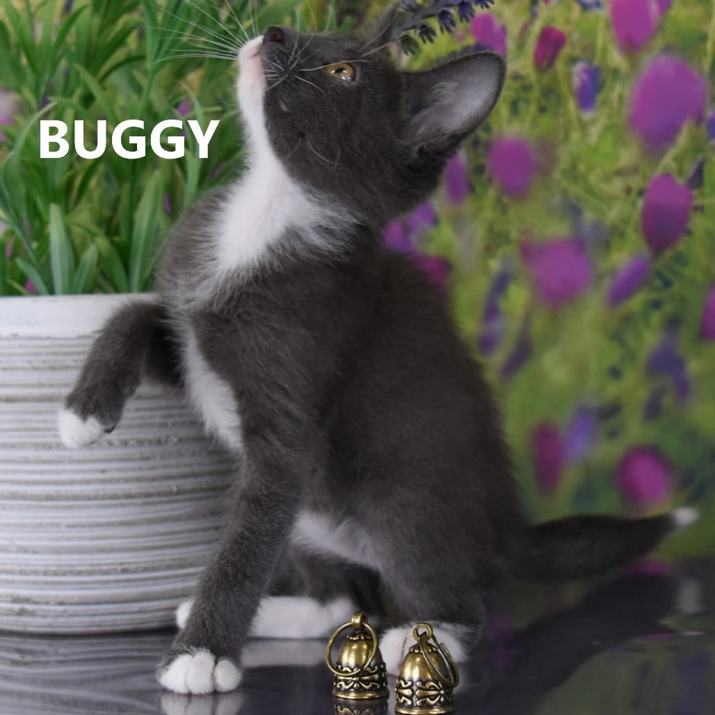Buggy