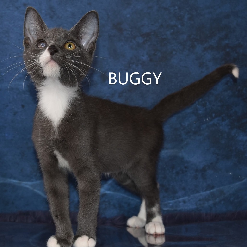 Buggy