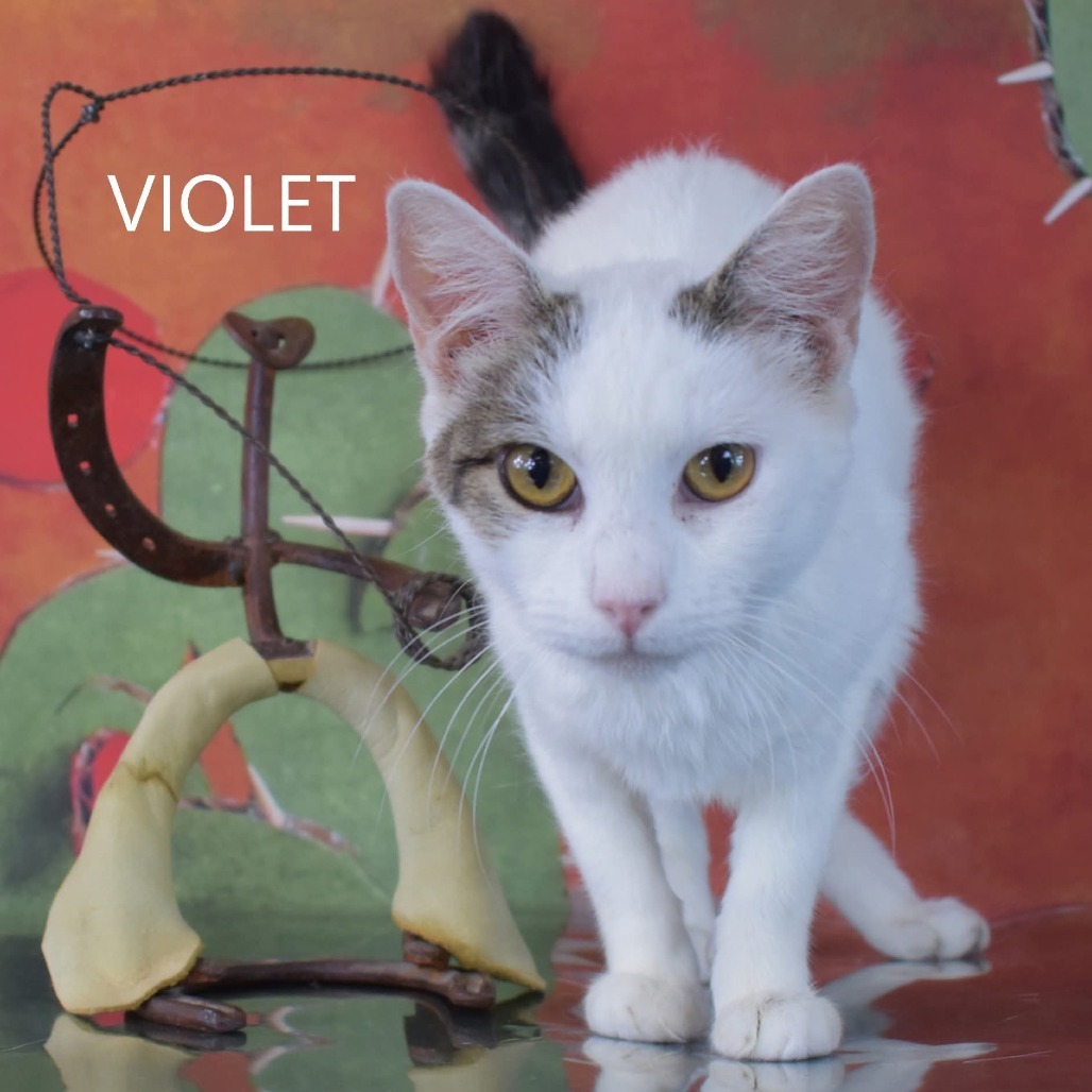 Violet