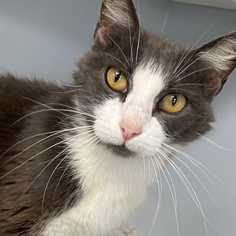 Calypso, an adoptable Domestic Short Hair in Duncan, OK, 73533 | Photo Image 1