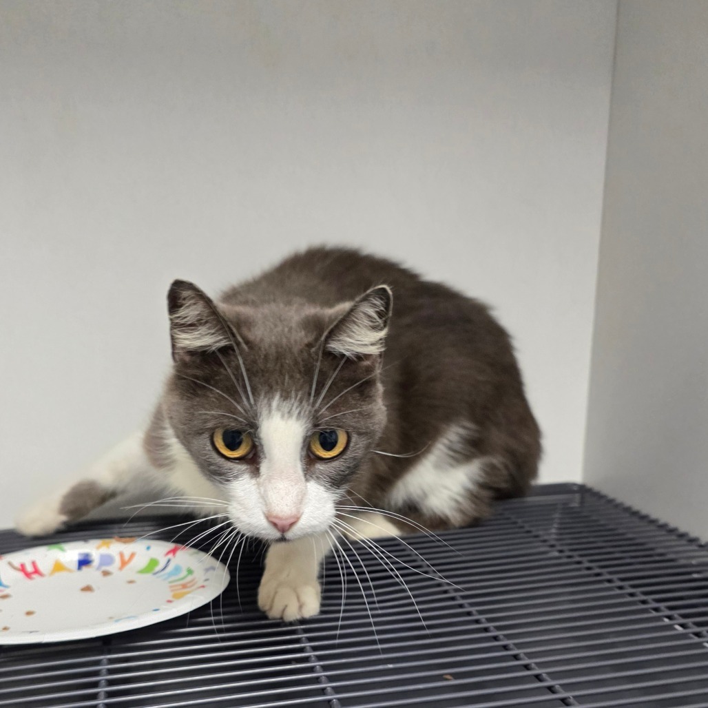Calypso, an adoptable Domestic Short Hair in Duncan, OK, 73533 | Photo Image 2