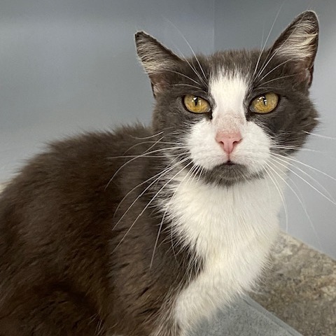 Calypso, an adoptable Domestic Short Hair in Duncan, OK, 73533 | Photo Image 3