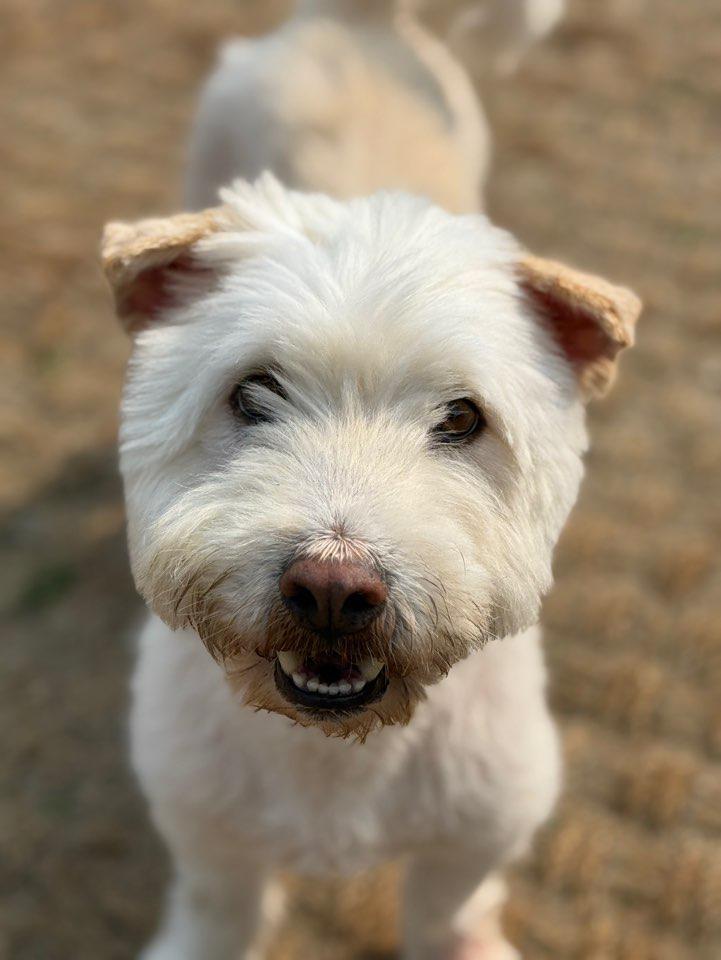 SAERO, an adoptable Terrier in Langley, BC, V2Y 3K1 | Photo Image 1
