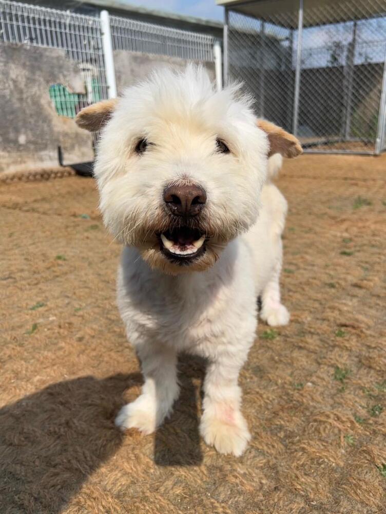 SAERO, an adoptable Terrier in Langley, BC, V2Y 3K1 | Photo Image 4