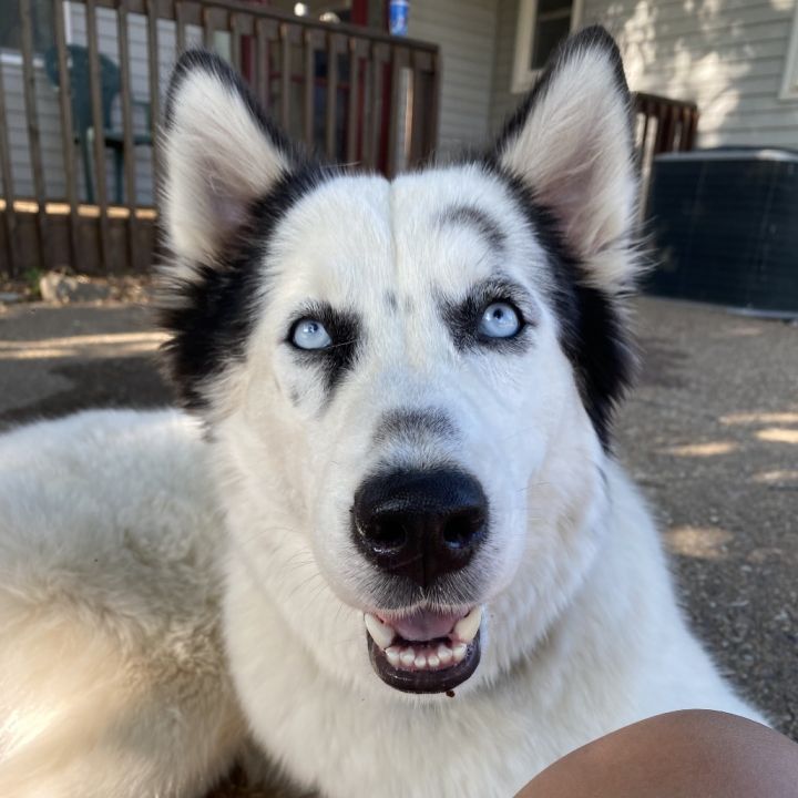 Dog for adoption - Lola Love, a Siberian Husky Mix in Olathe
