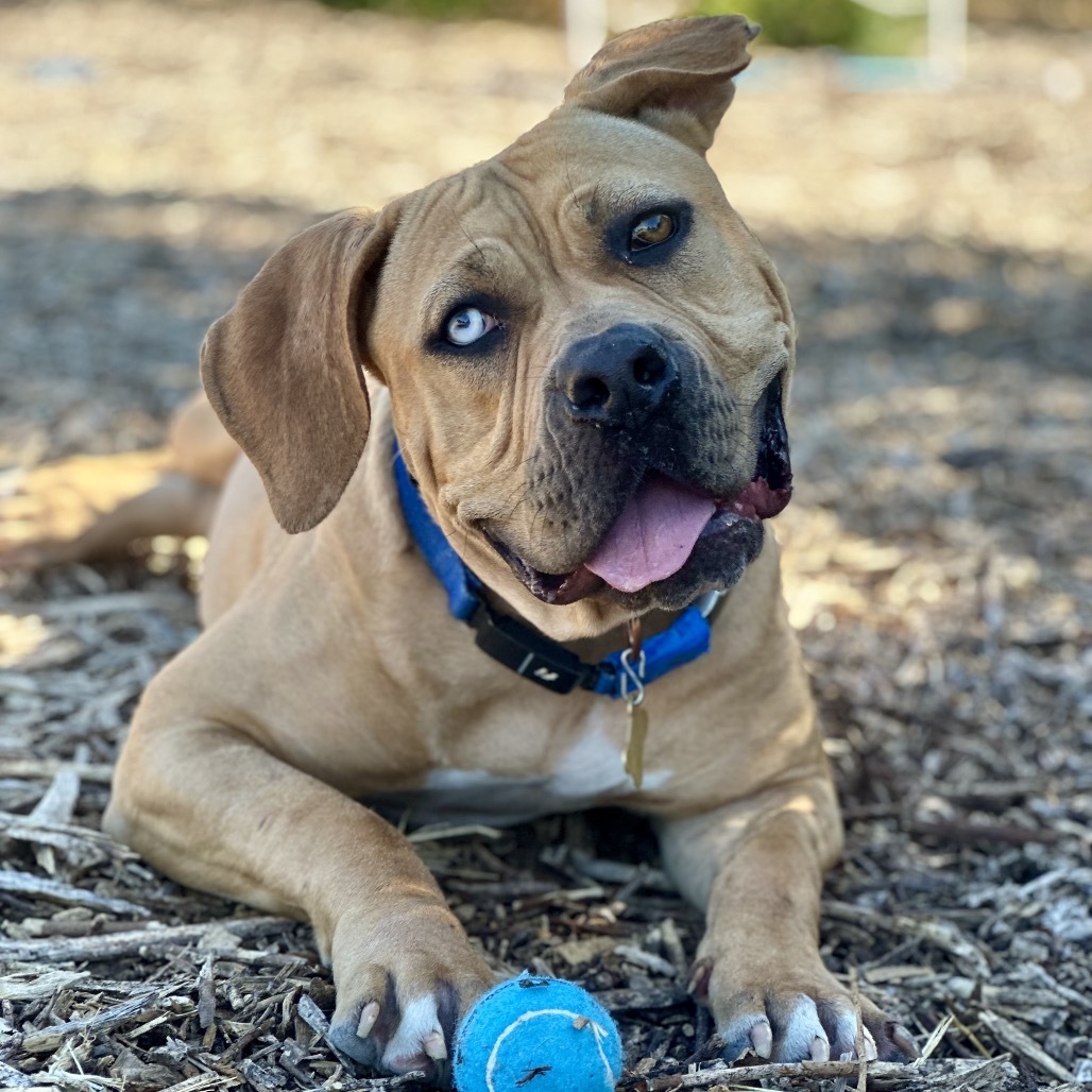 HONEY, an adoptable Bullmastiff, Mixed Breed in Point Richmond, CA, 94801 | Photo Image 1