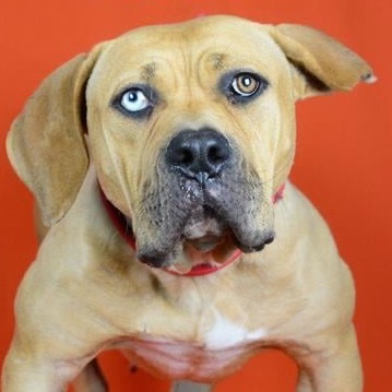 HONEY, an adoptable Bullmastiff, Mixed Breed in Point Richmond, CA, 94801 | Photo Image 2
