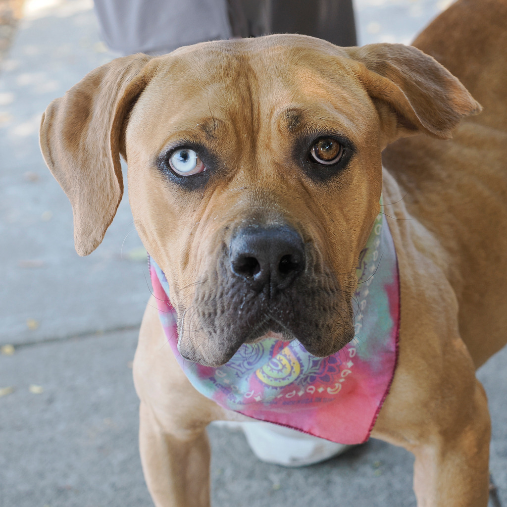 HONEY, an adoptable Bullmastiff, Mixed Breed in Point Richmond, CA, 94801 | Photo Image 3