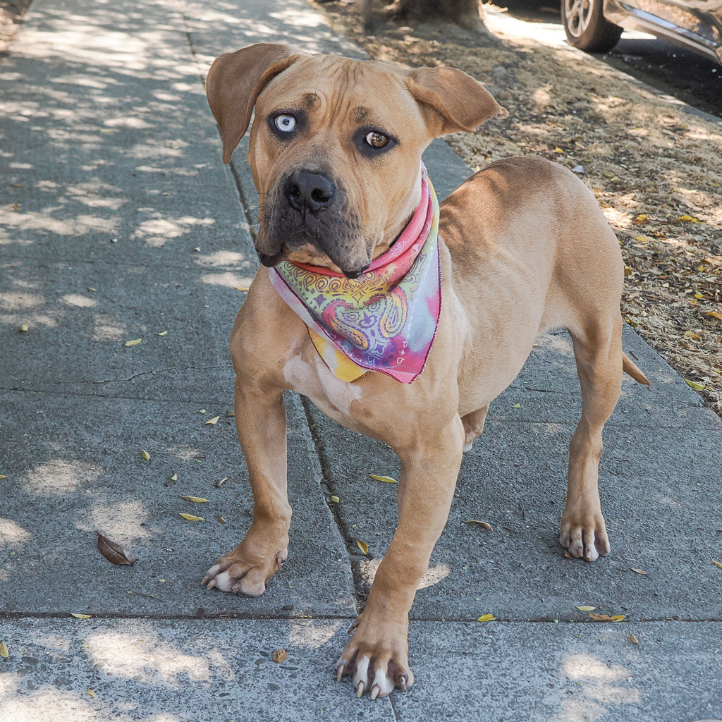 HONEY, an adoptable Bullmastiff, Mixed Breed in Point Richmond, CA, 94801 | Photo Image 5