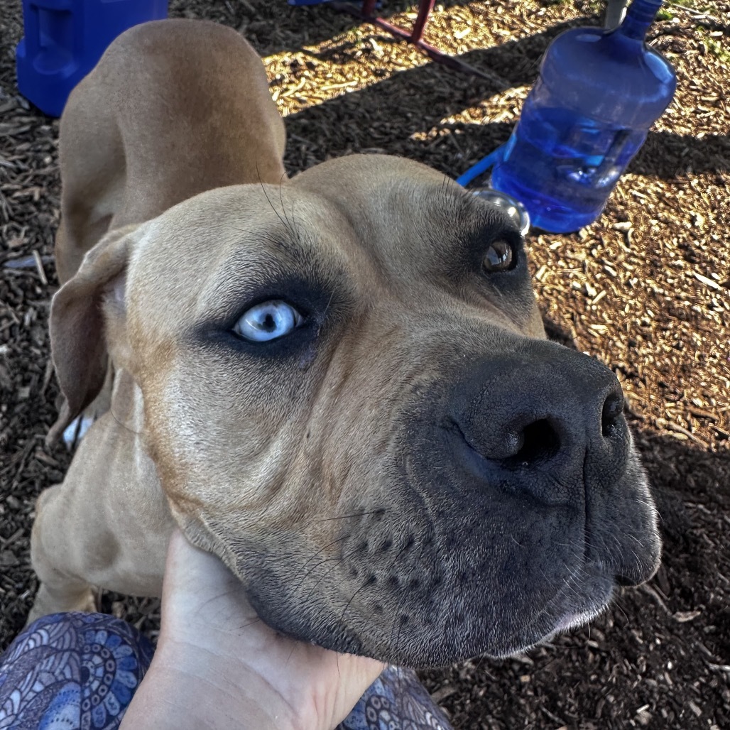 HONEY, an adoptable Bullmastiff, Mixed Breed in Point Richmond, CA, 94801 | Photo Image 6