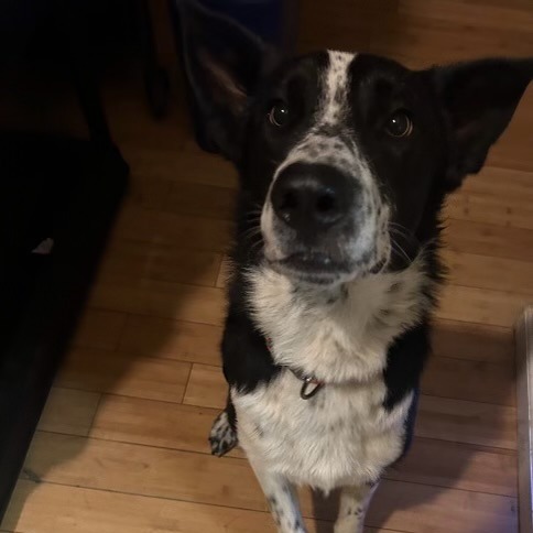 HERO, an adoptable McNab, Mixed Breed in Point Richmond, CA, 94801 | Photo Image 1