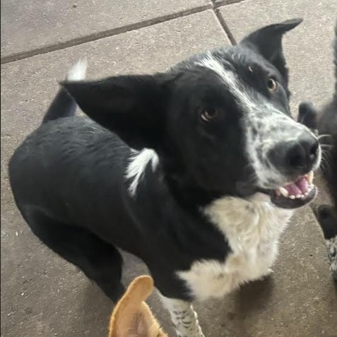 HERO, an adoptable McNab, Mixed Breed in Point Richmond, CA, 94801 | Photo Image 2