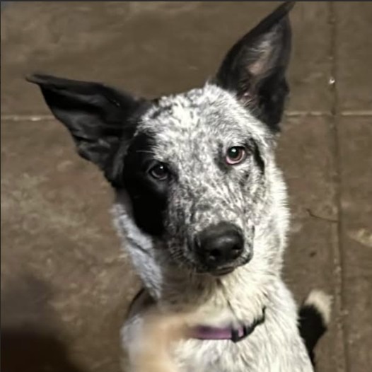 FRECKLES, an adoptable McNab, Mixed Breed in Point Richmond, CA, 94801 | Photo Image 2