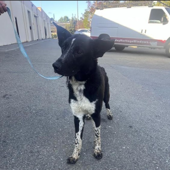 BEETHOVEN, an adoptable McNab, Mixed Breed in Point Richmond, CA, 94801 | Photo Image 1