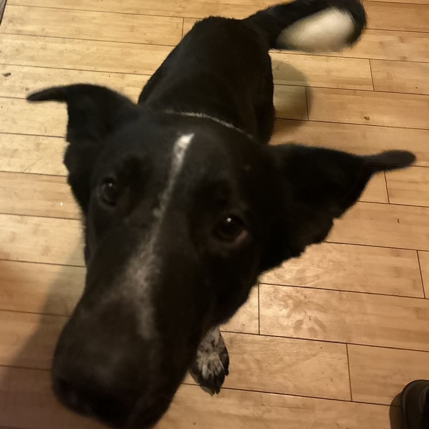 BEETHOVEN, an adoptable McNab, Mixed Breed in Point Richmond, CA, 94801 | Photo Image 2