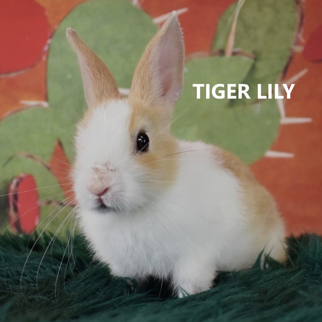 Tiger Lily
