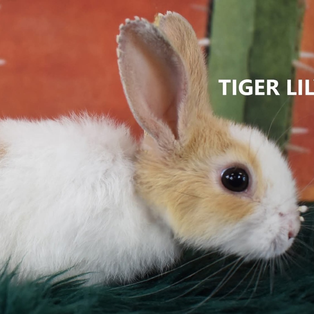 Tiger Lily