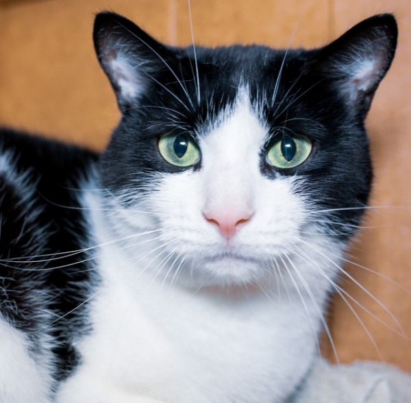 Ruggles