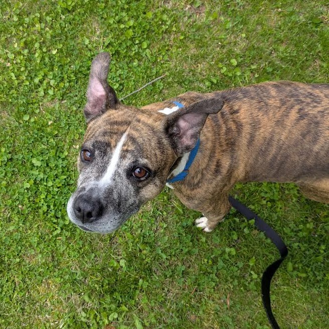 Lacey