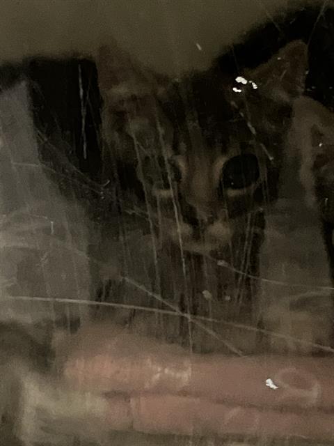 TYSON