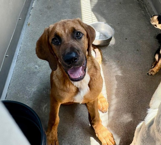 PEPPER, an adoptable Bloodhound, Mixed Breed in San Bernardino, CA, 92408 | Photo Image 1